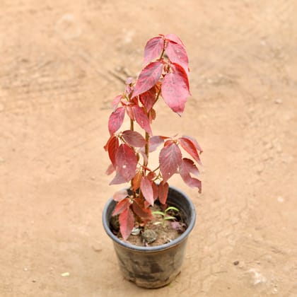 Buy Acalypha Red in 6 Inch Nursery Pot | Urvann.com