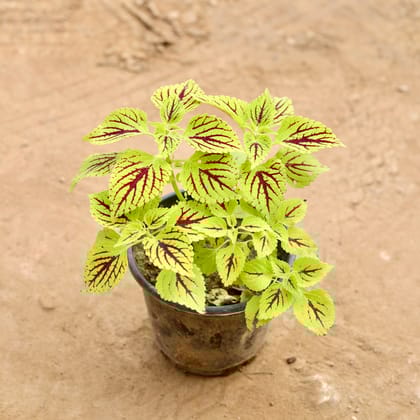 Buy Coleus Green  (Any Design) in 6 Inch Nursery Pot | Urvann.com
