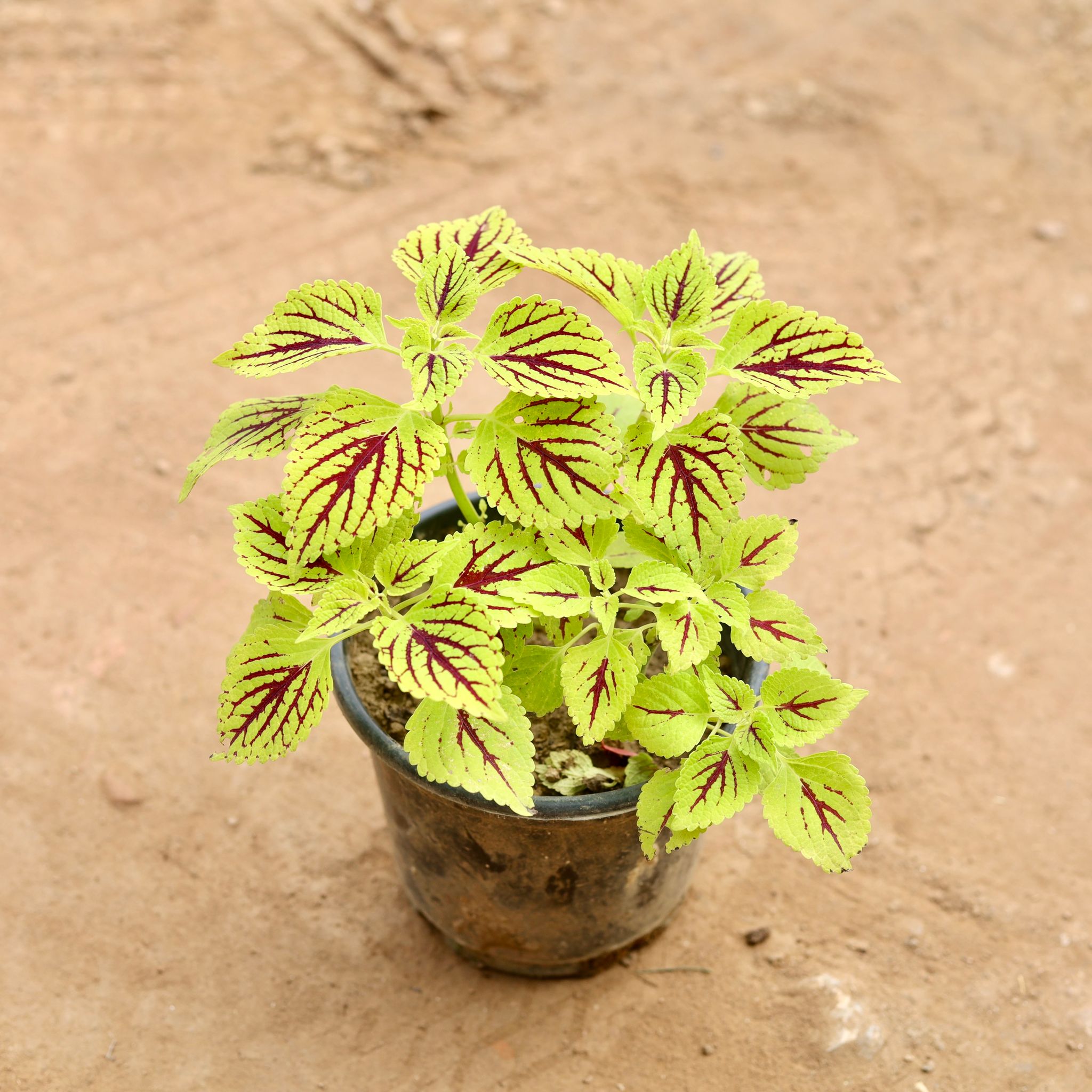 Coleus Green (Any Design) in 6 Inch Nursery Pot