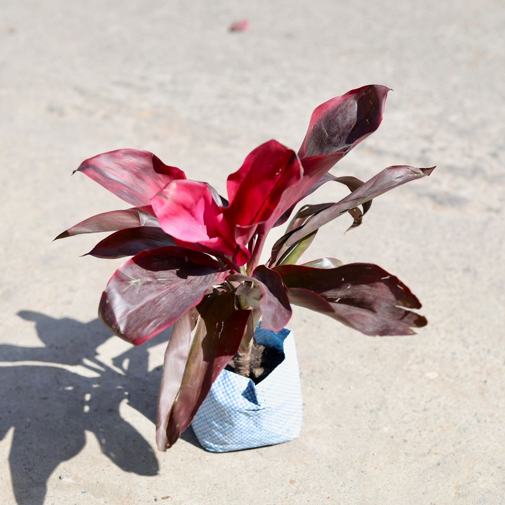 Buy Dracaena Rosea in 5 Inch Nursery bag | Urvann.com Dracaena Rosea in 5 Inch Nursery bag