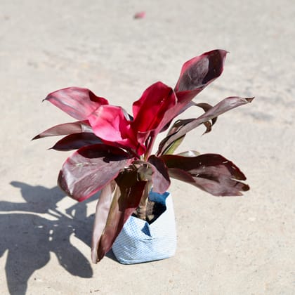Buy Dracaena Rosea in 5 Inch Nursery bag | Urvann.com