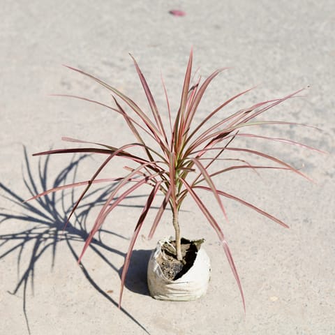 Dracaena Colorama Red in 5 Inch Nursery bag