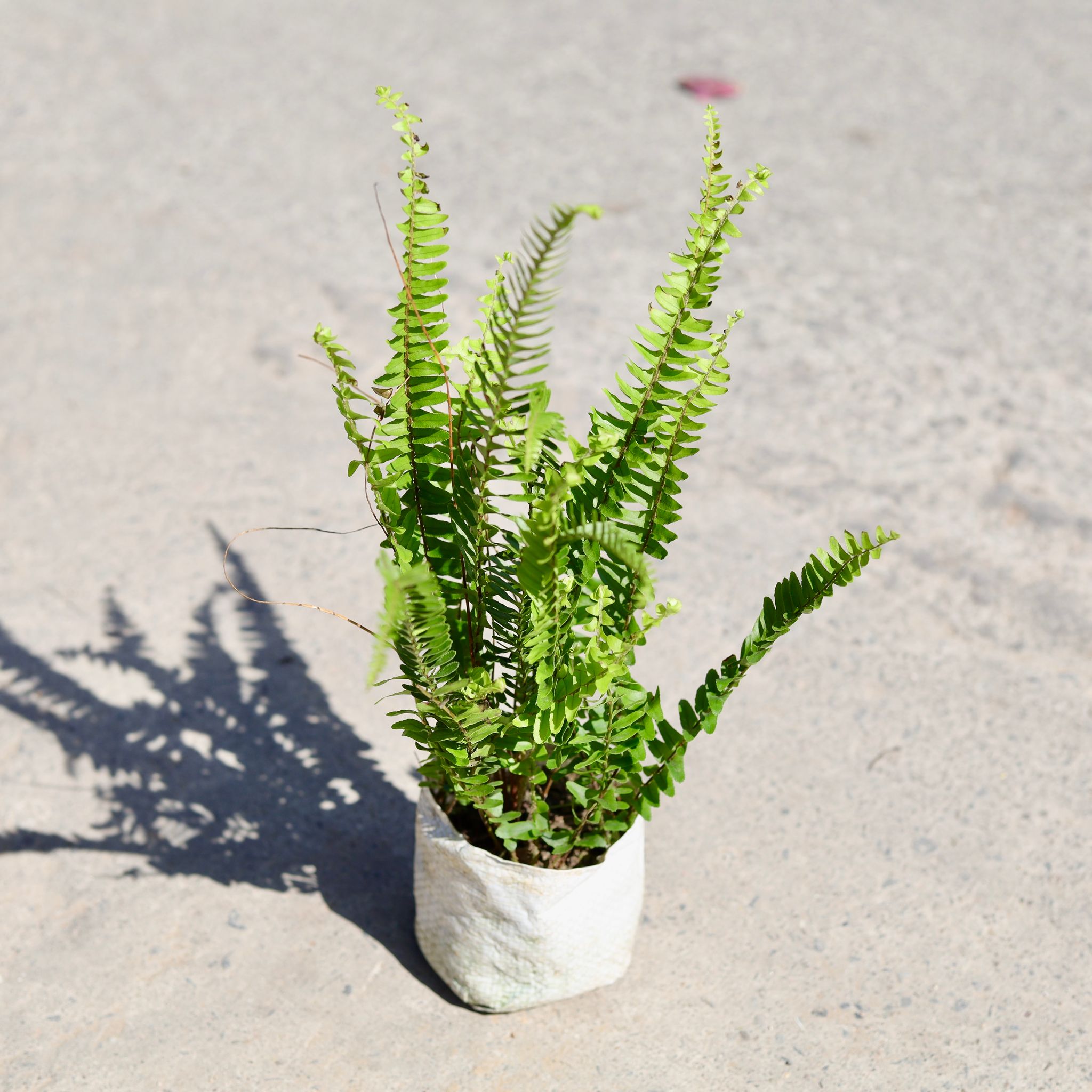 Air Purifying Fern Green in 5 Inch Nursery bag