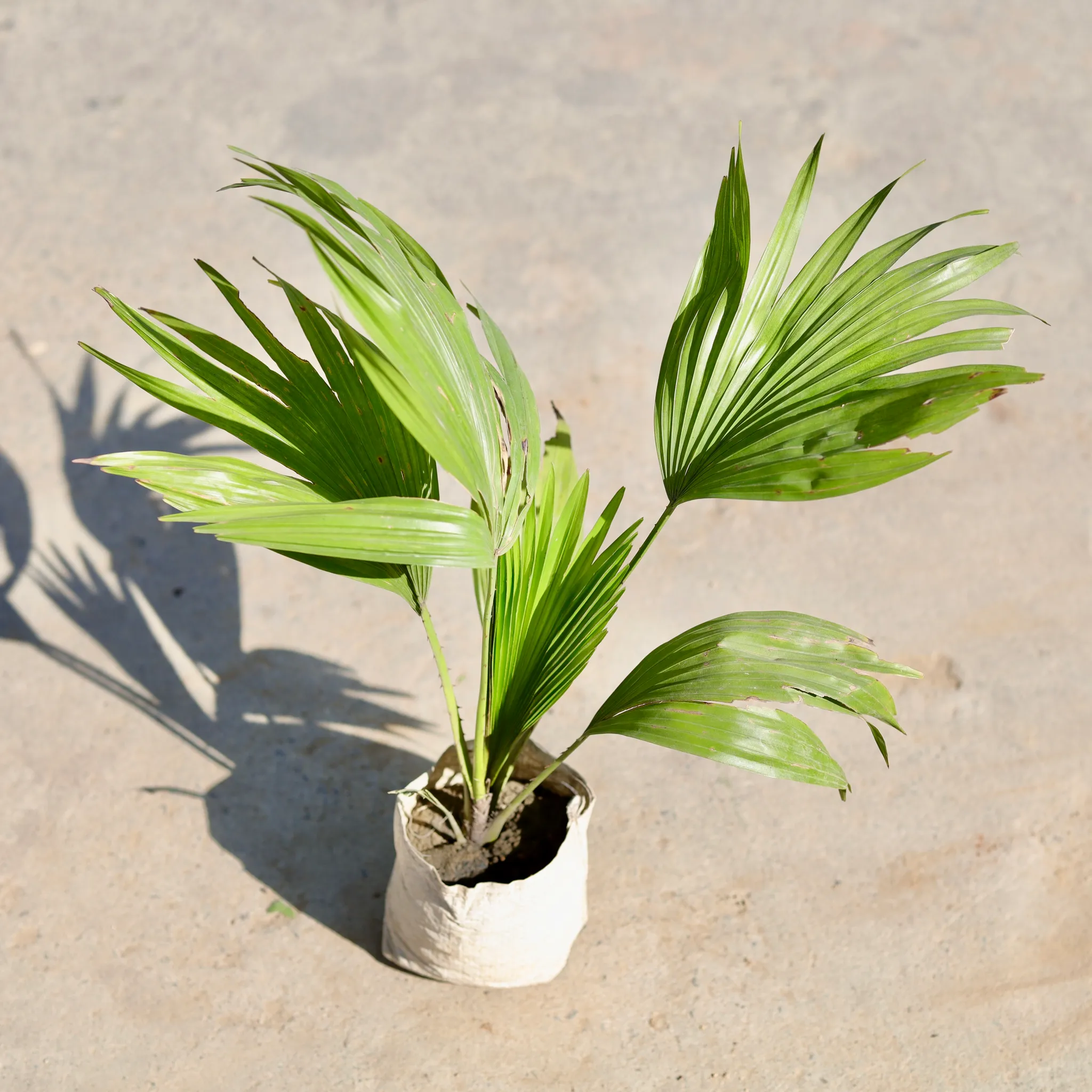 China palm in 4 Inch Nursery bag