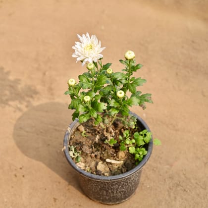 Buy Chrysanthemum / Guldaudi (Any Colour) in 8 Inch Nursery Pot | Urvann.com