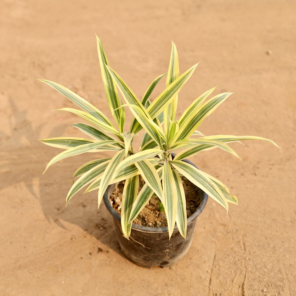 Buy Song of India in 6 Inch Nursery Pot | Urvann.com Song of India in 6 Inch Nursery Pot