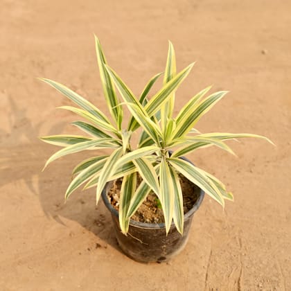 Buy Song of India in 6 Inch Nursery Pot | Urvann.com
