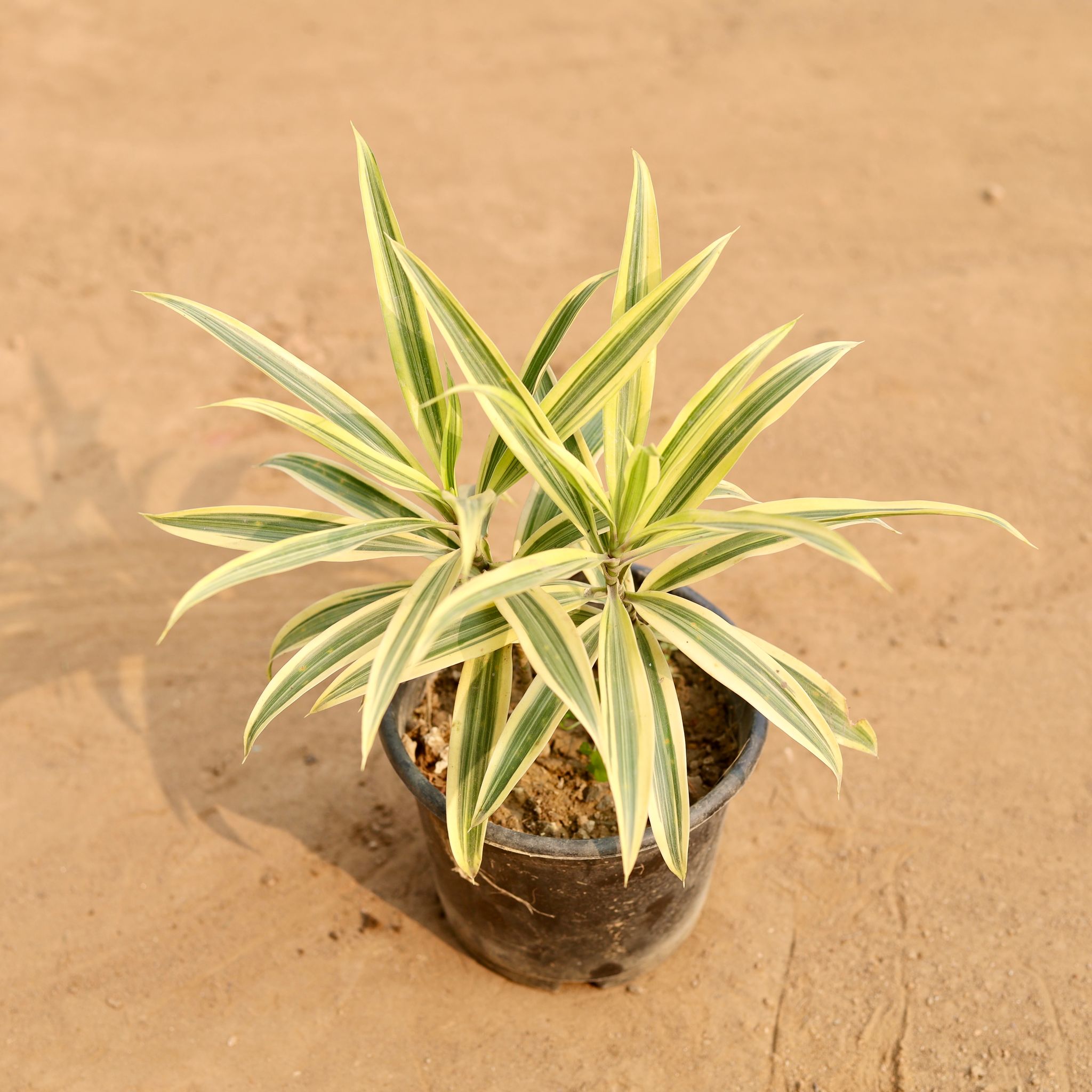Song of India in 6 Inch Nursery Pot