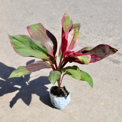 Buy Dracaena Kedarnath in 5 Inch Nursery bag | Urvann.com