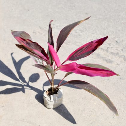 Buy Dracaena Mahatma in 5 Inch Nursery bag | Urvann.com