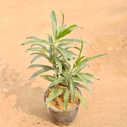 Buy Song of India Green in 6 Inch Nursery Pot | Urvann.com
