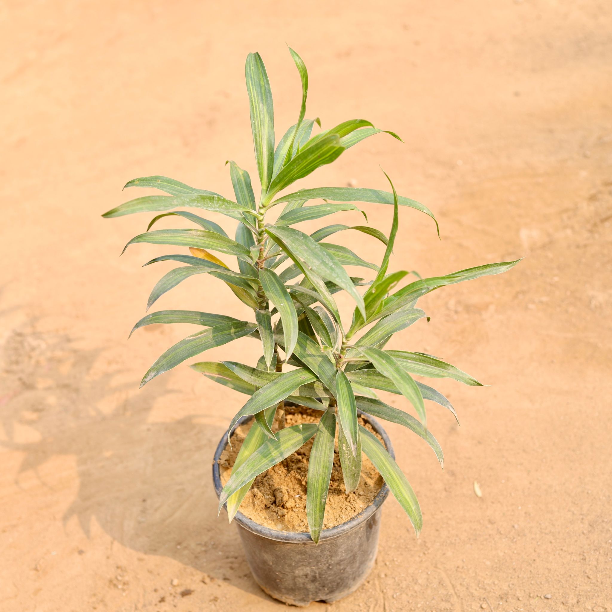 Song of India Green in 6 Inch Nursery Pot