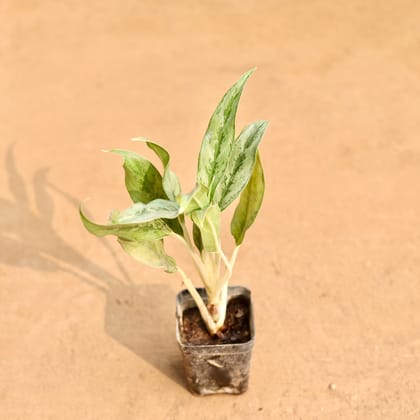 Buy Aglaonema Green in 3 Inch Nursery Pot | Urvann.com