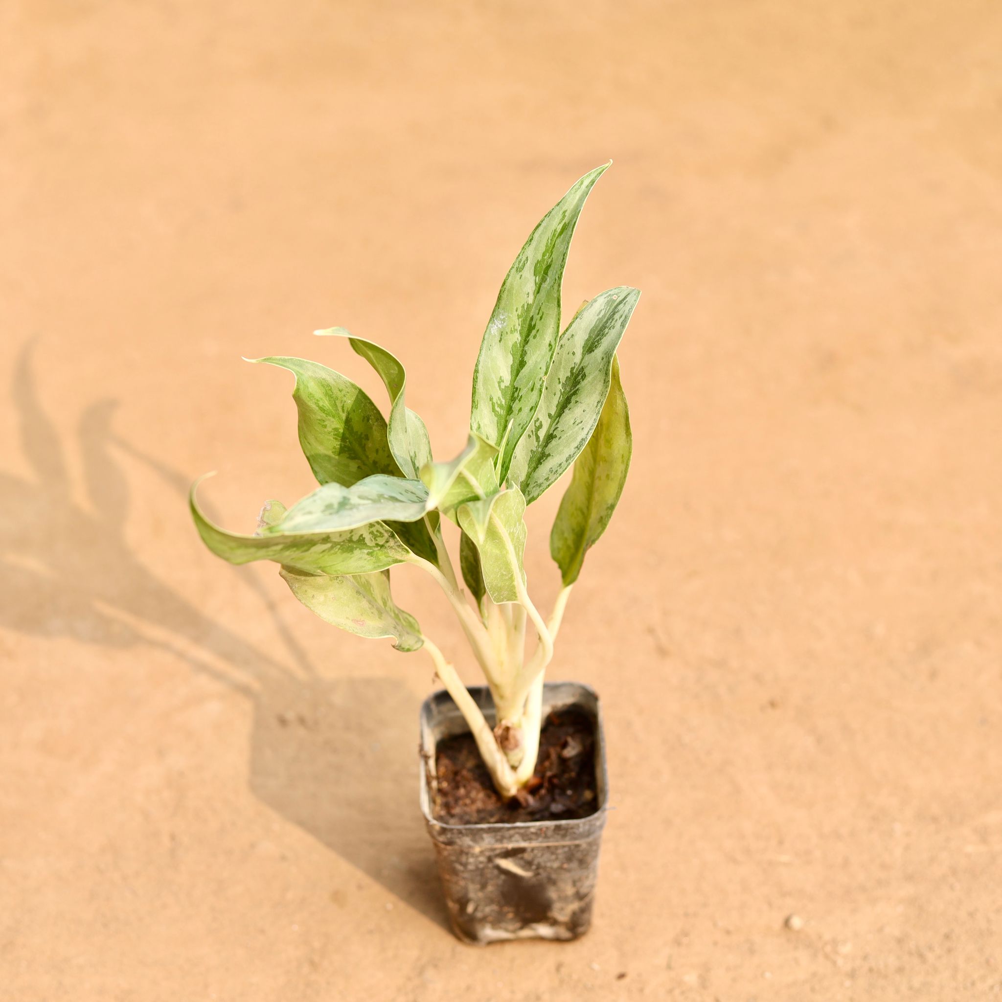 Aglaonema Green in 3 Inch Nursery Pot