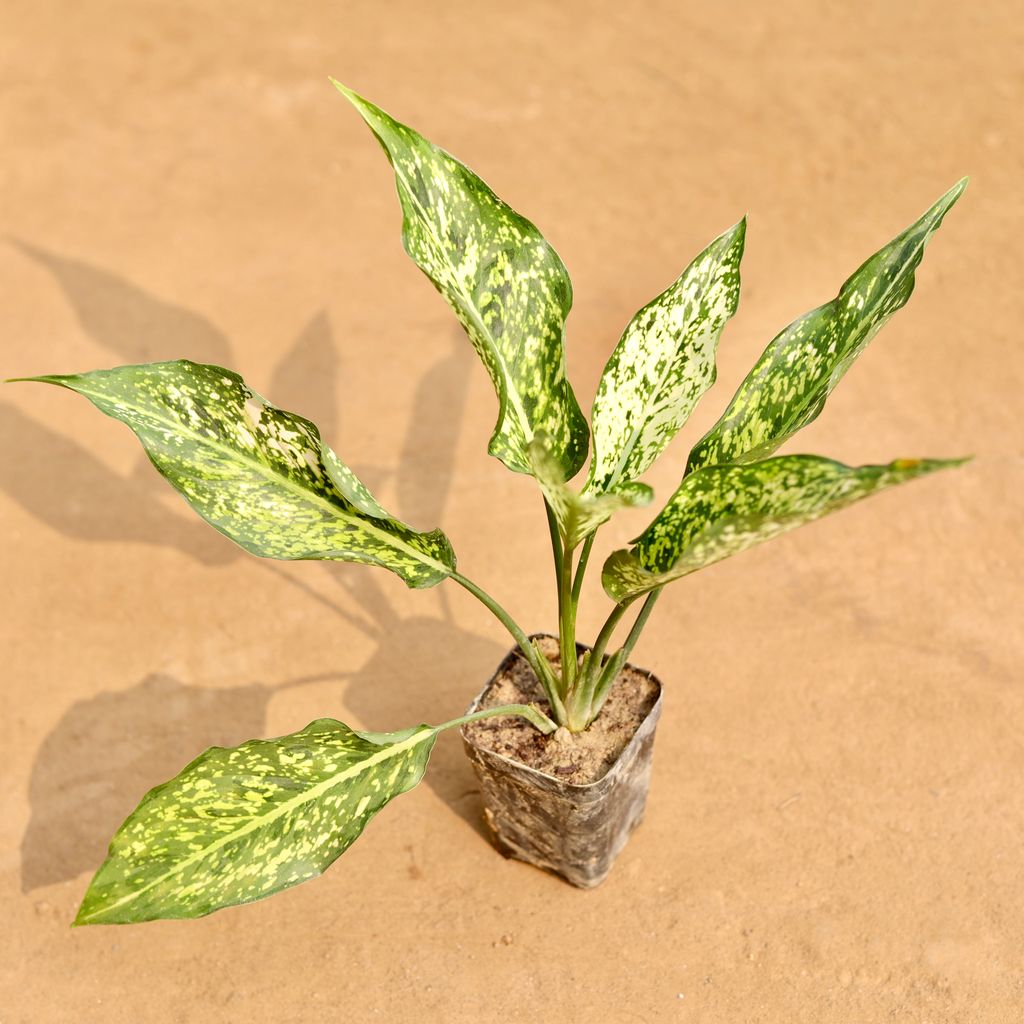 Buy Aglaonema Snow White in 3 Inch Nursery Pot | Urvann.com Aglaonema Snow White in 3 Inch Nursery Pot