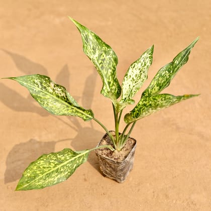 Buy Aglaonema Snow White in 3 Inch Nursery Pot | Urvann.com