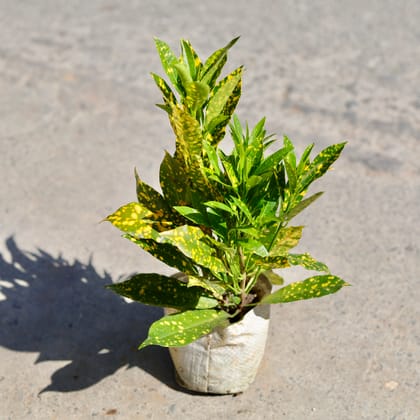 Buy Baby Croton Gold Star in 7 Inch Nursery bag | Urvann.com