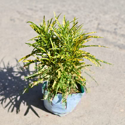 Buy Chironji Croton in 7 Inch Nursery bag | Urvann.com