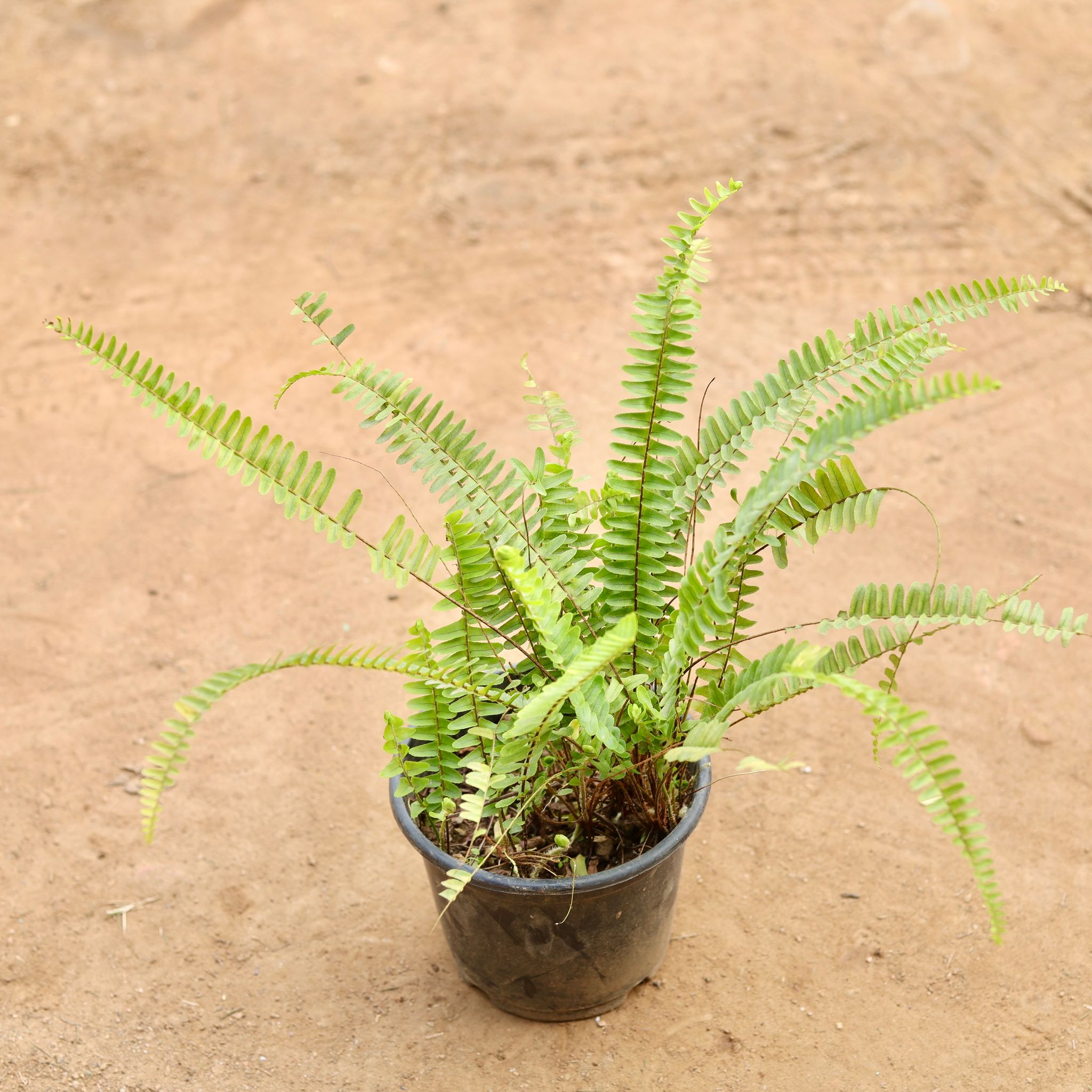 Fern Green in 6 Inch Nursery Pot