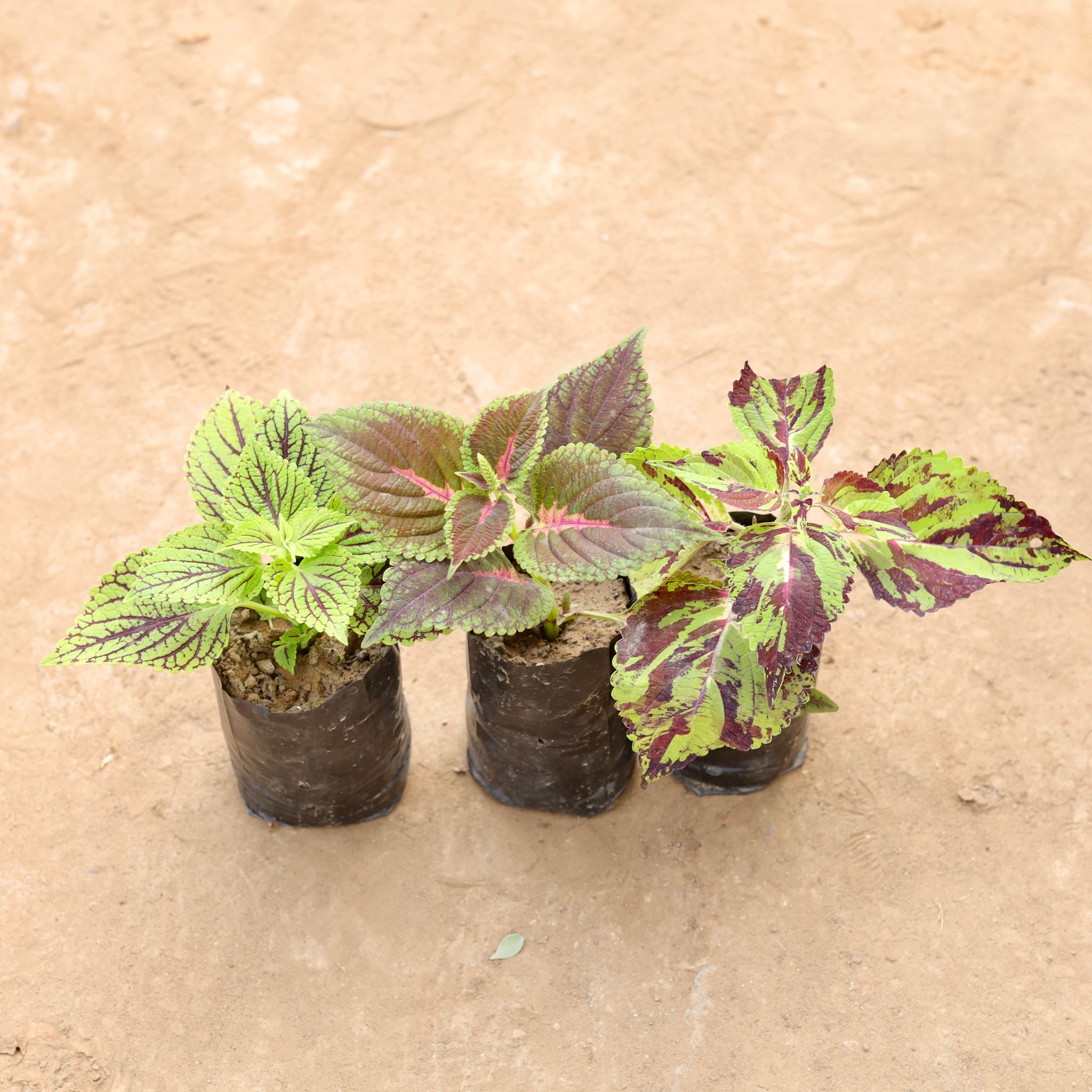 Set of 3 - Coleus (Any Colour) in 4 Inch Nursery bag