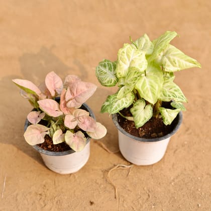 Buy Set of 2 - Syngonium Pink & Syngonium White Butterfly in 4 Inch Nursery Pot | Urvann.com
