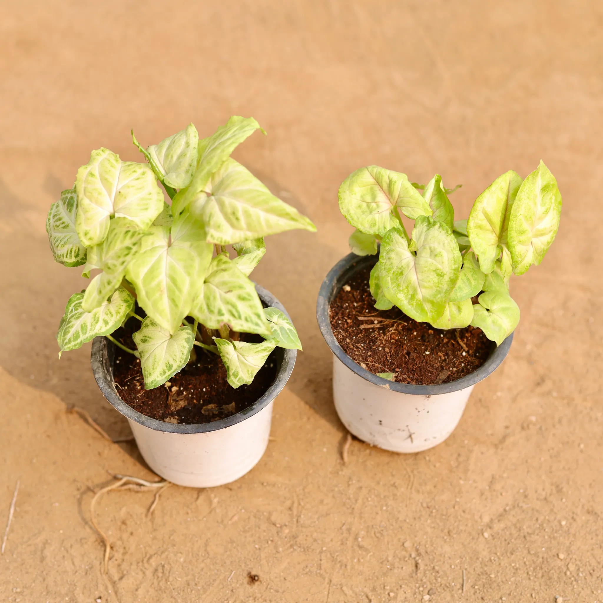 Set of 2 - Syngonium White Butterfly & in 4 Inch Nursery Pot