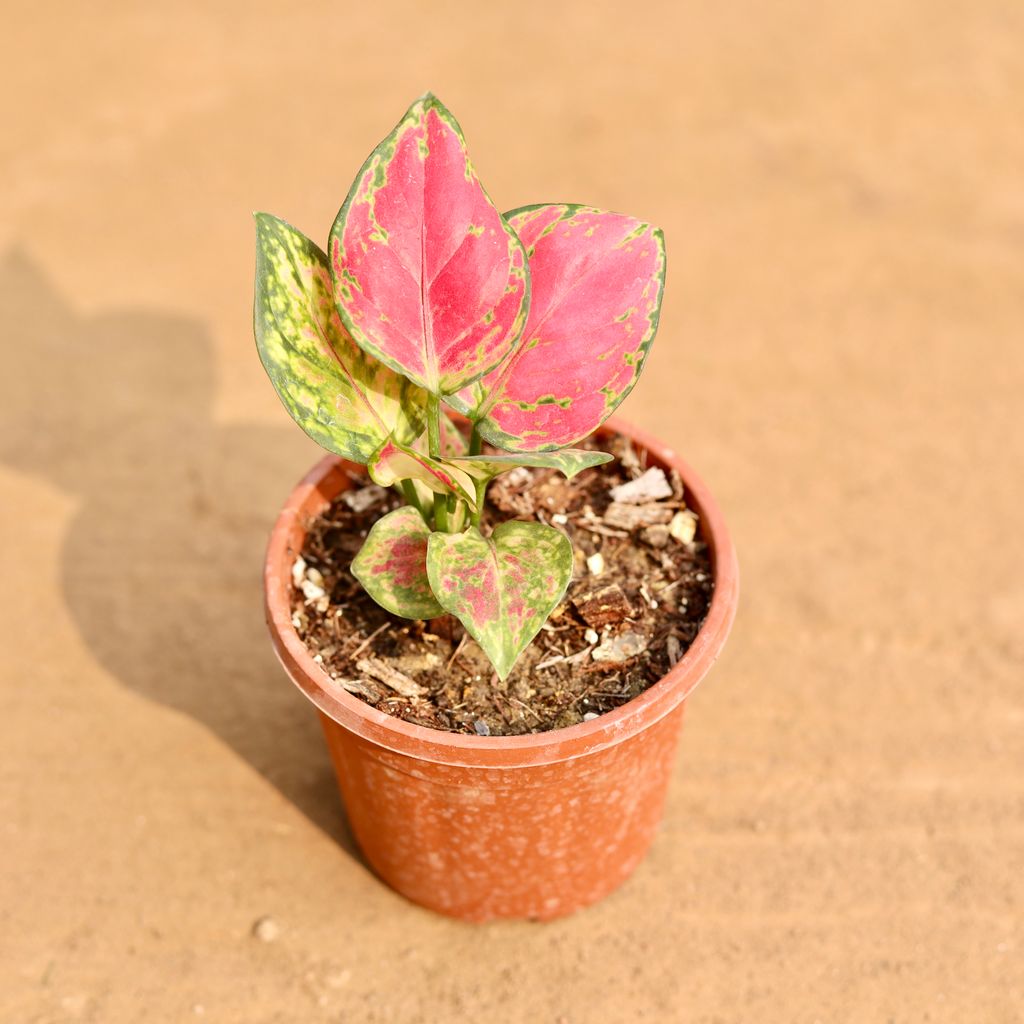Buy Aglaonema Pink in 4 Inch Nursery Pot | Urvann.com Aglaonema Pink in 4 Inch Nursery Pot