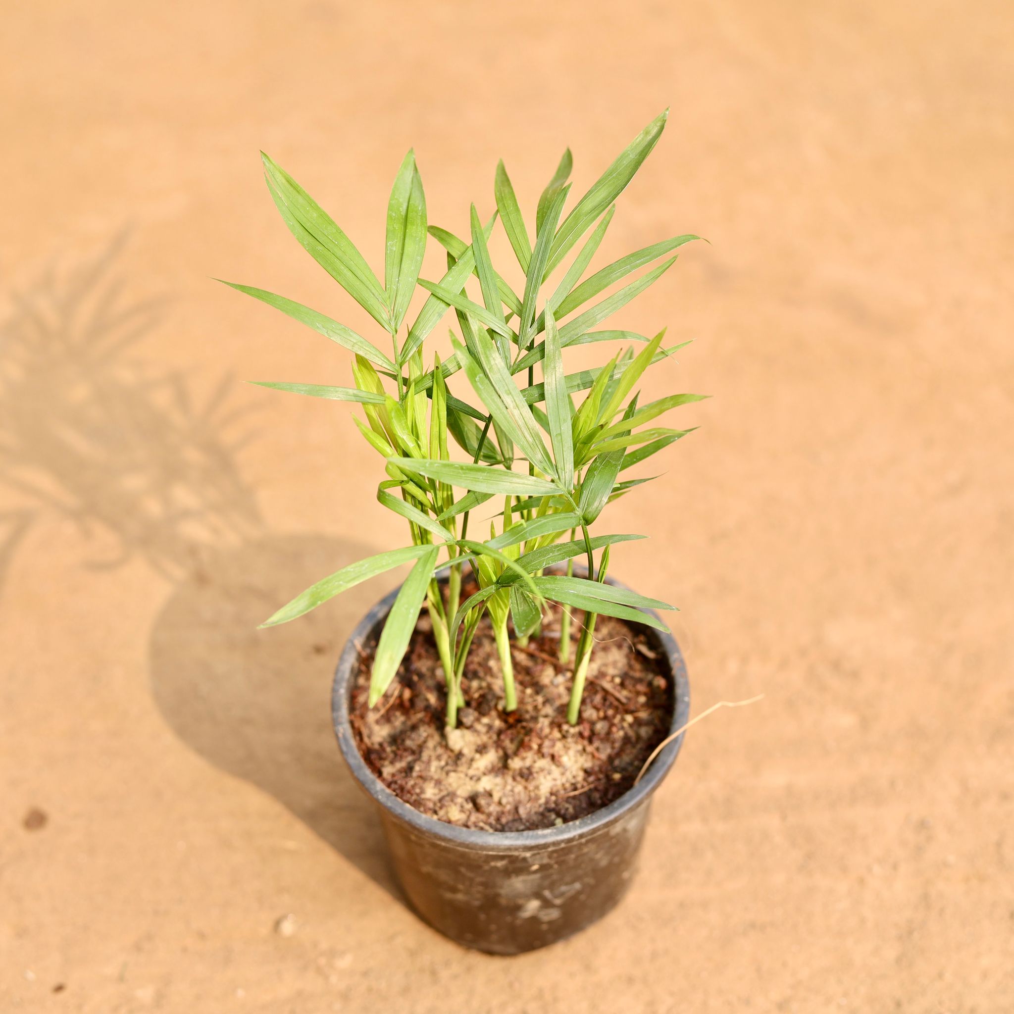 Chamaedorea Palm in 4 Inch Nursery Pot