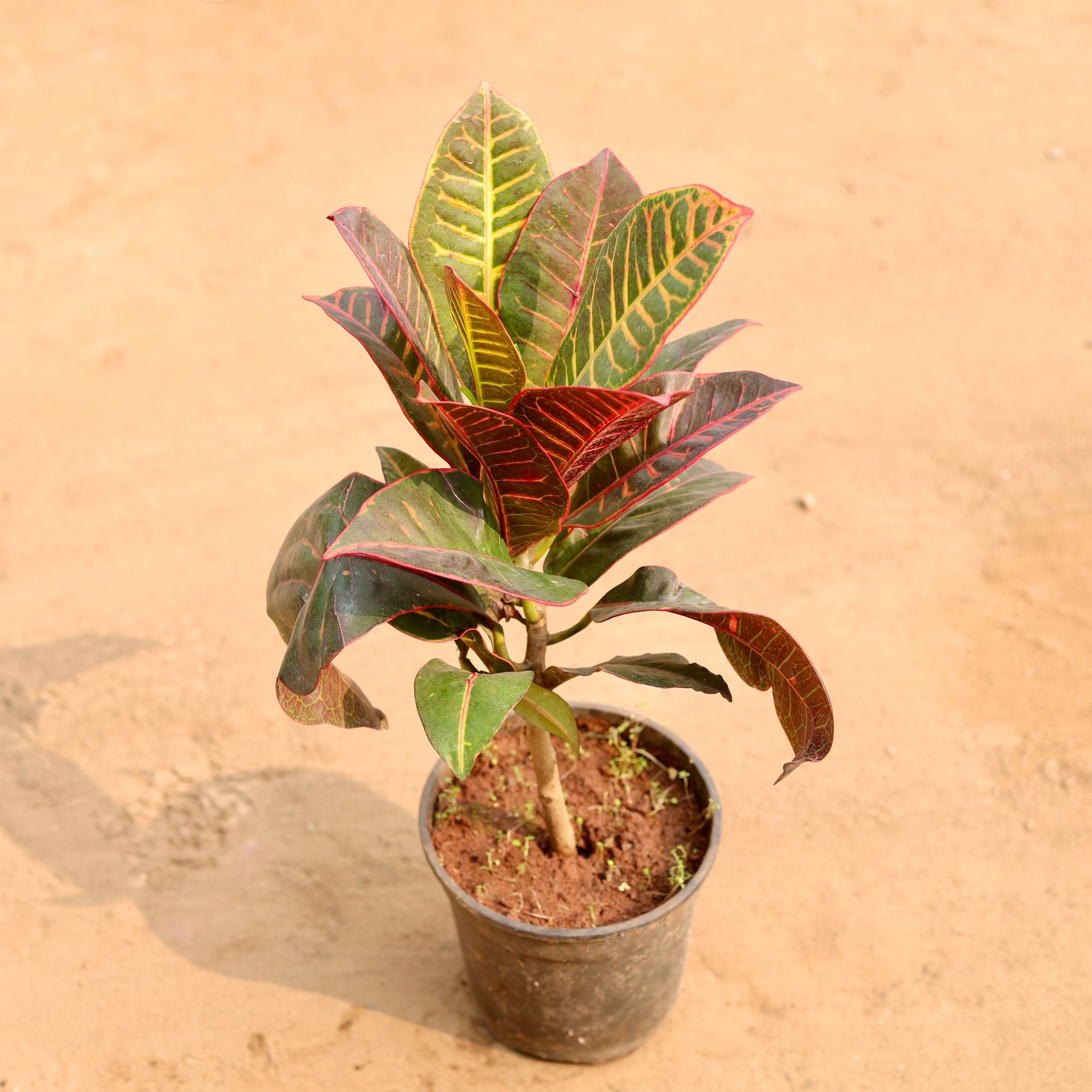 Croton Petra in 6 Inch Nursery Pot