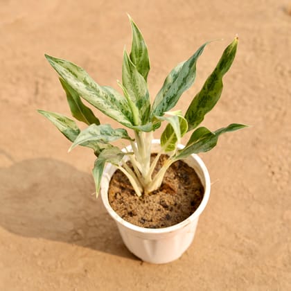 Buy Aglaonema Green in 6 Inch Nursery Pot | Urvann.com