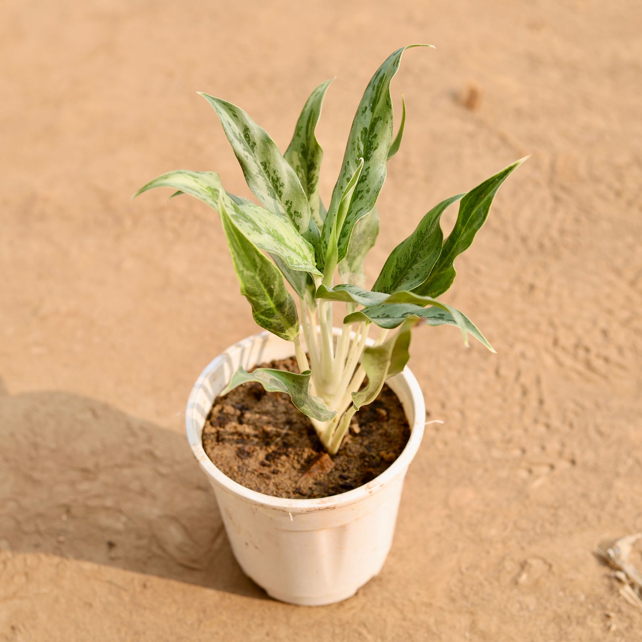 Aglaonema Green in 6 Inch Nursery Pot