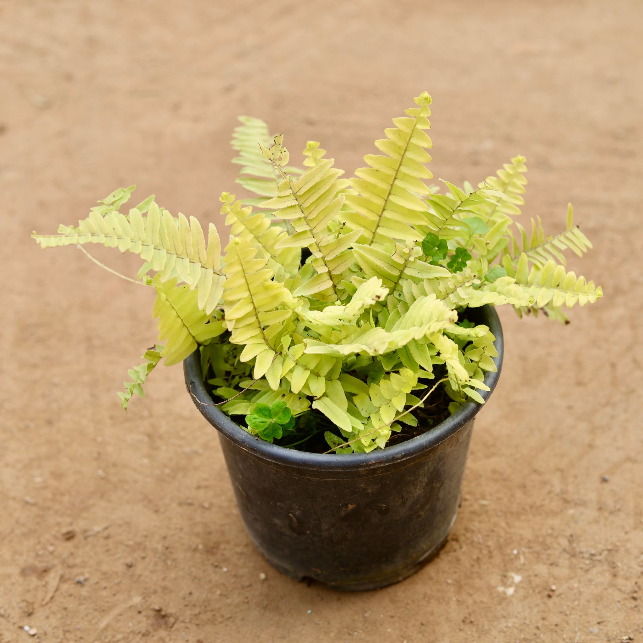Fern Golden in 6 Inch Nursery Pot