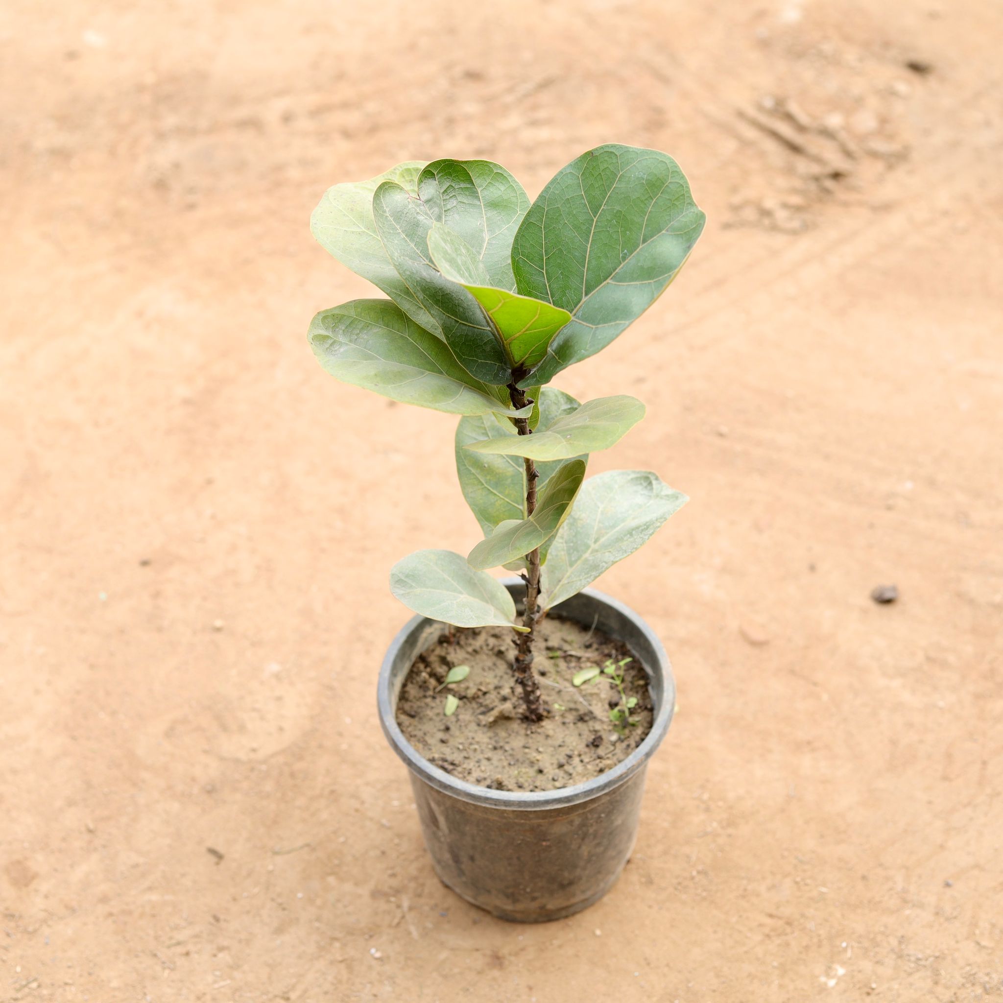 Fiddle Leaf Fig / Ficus Lyrata in 6 Inch Nursery Pot