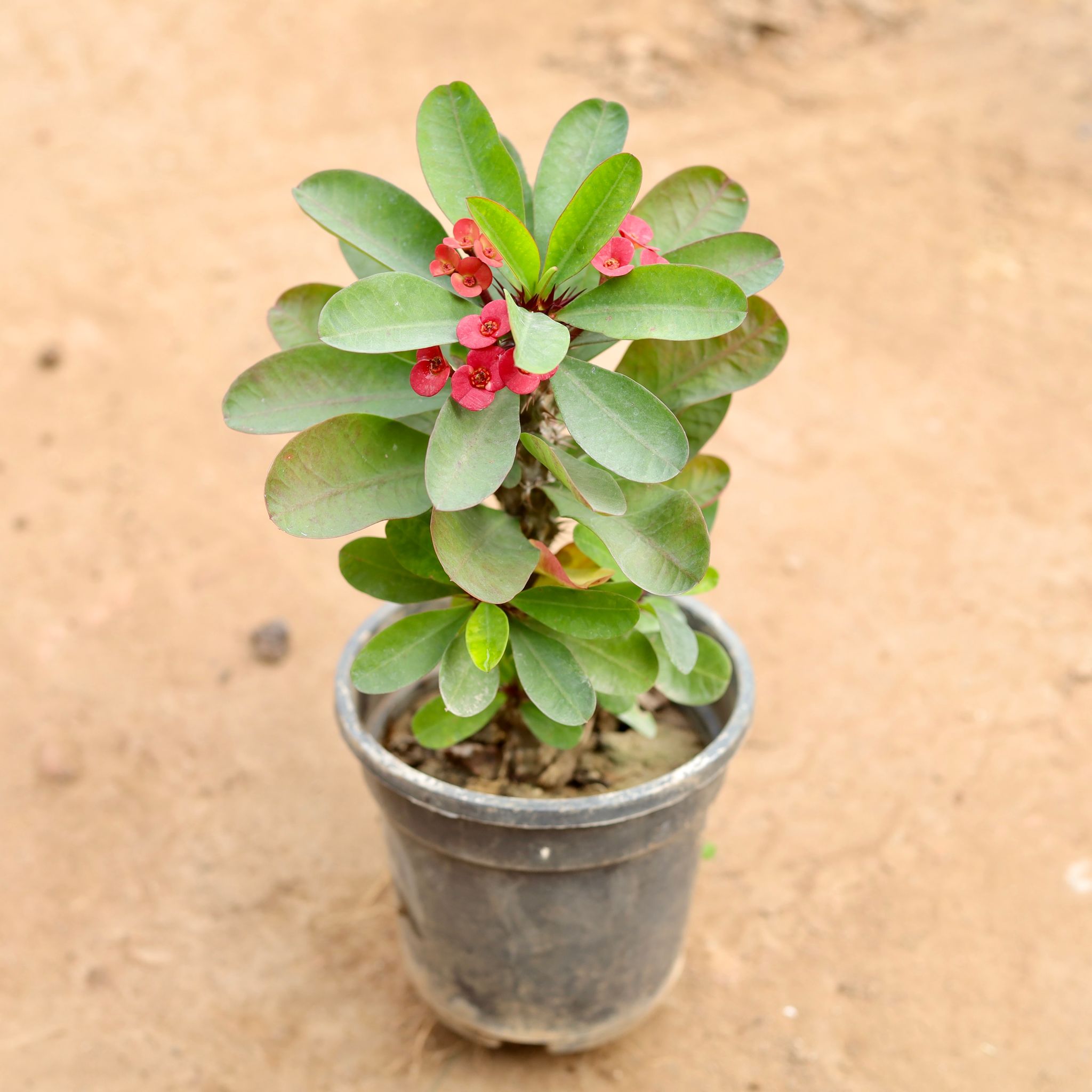 Euphorbia Mili (Any Colour) in 6 Inch Nursery Pot