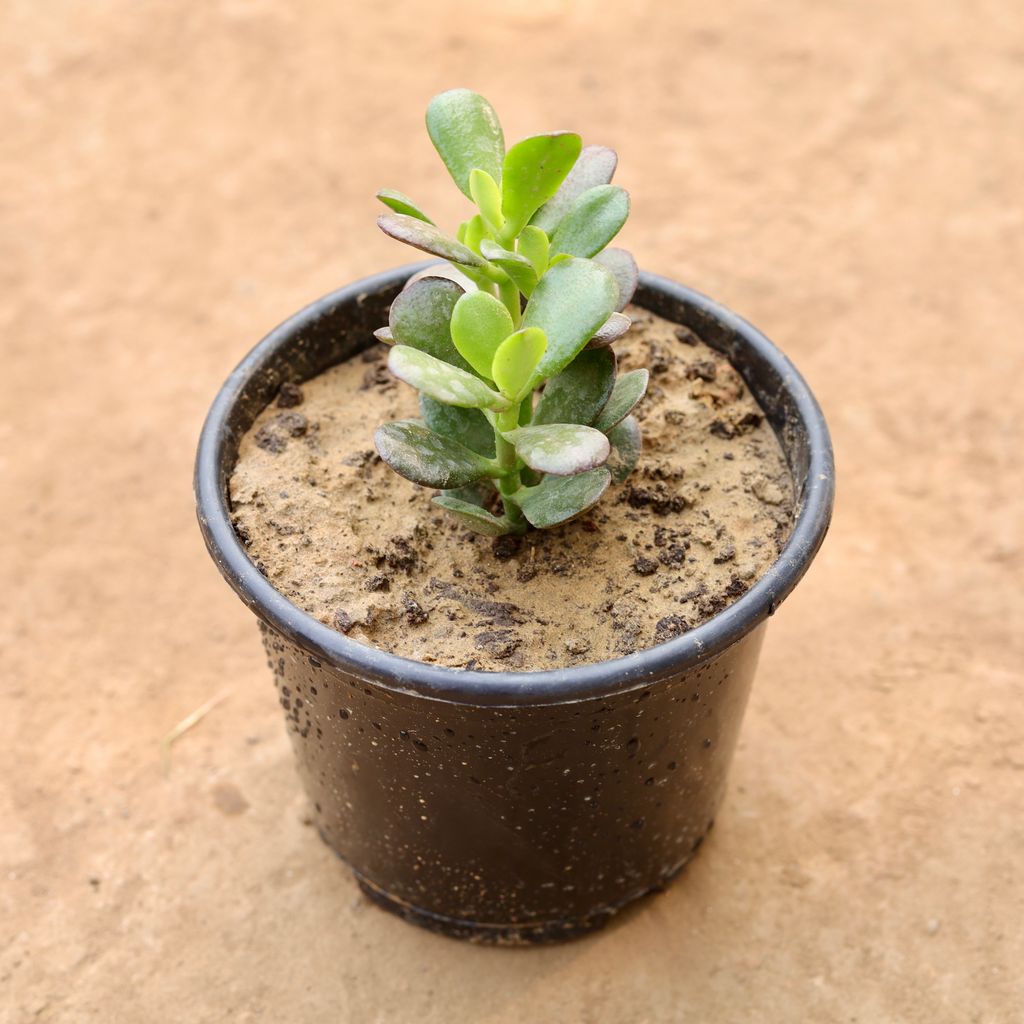Buy Crassula Mini Succulent in 6 Inch Nursery Pot | Urvann.com Crassula Mini Succulent in 6 Inch Nursery Pot
