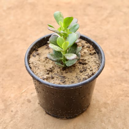 Buy Crassula Mini Succulent in 6 Inch Nursery Pot | Urvann.com