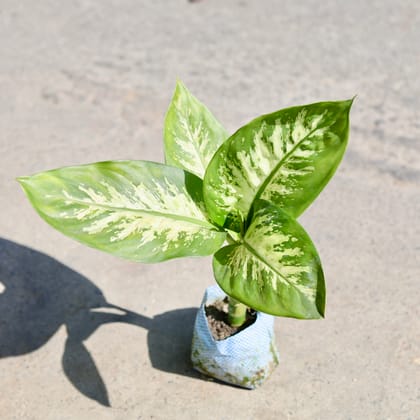 Buy Dieffenbachia in 7 Inch Nursery bag | Urvann.com