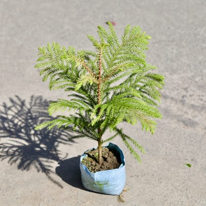 Buy Araucaria / Christmas Tree in 5 Inch Nursery bag | Urvann.com
