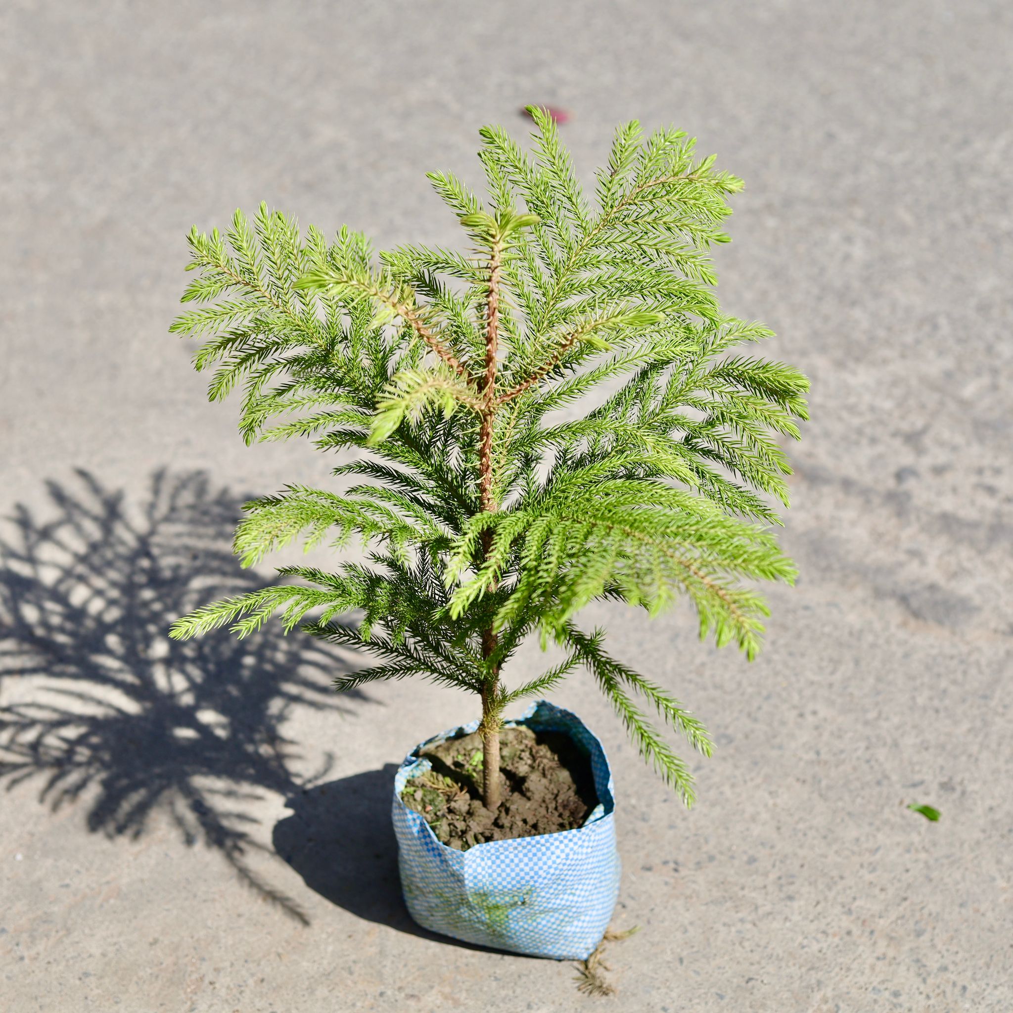 Araucaria / Christmas Tree in 5 Inch Nursery bag