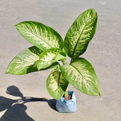 Buy Dieffenbachia in 7 Inch Nursery bag | Urvann.com