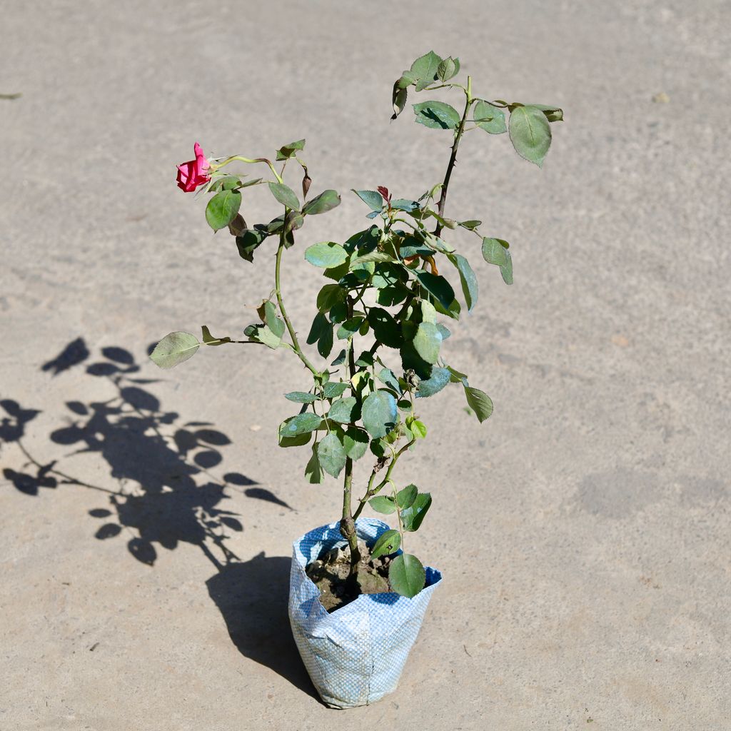 Buy English Rose (Any Colour) in 7 Inch Nursery bag | Urvann.com English Rose (Any Colour) in 7 Inch Nursery bag
