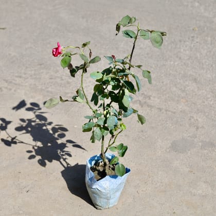 Buy English Rose (Any Colour) in 7 Inch Nursery bag | Urvann.com