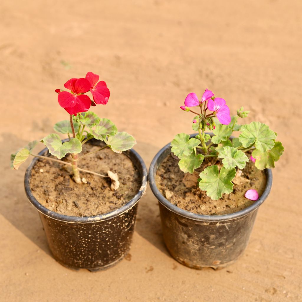 Buy Set of 2 - Geranium (Any colour) in 6 Inch Nursery Pot | Urvann.com Set of 2 - Geranium (Any colour) in 6 Inch Nursery Pot