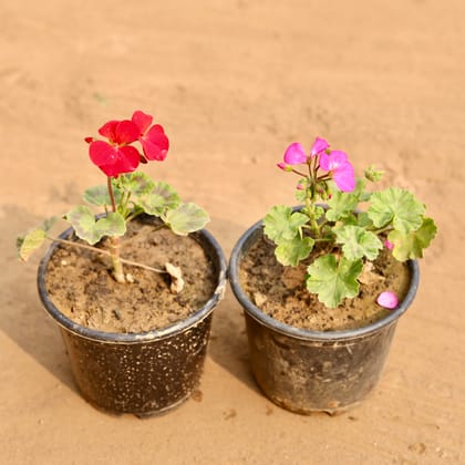 Buy Set of 2 - Geranium (Any colour) in 6 Inch Nursery Pot | Urvann.com