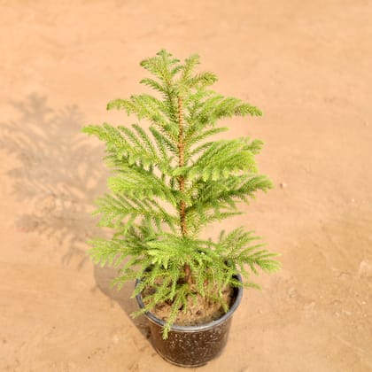 Buy Araucaria / Christmas Tree  (1.2 Ft) in 6 Inch Nursery bag | Urvann.com