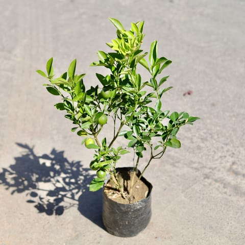China Orange in 7 Inch Nursery bag