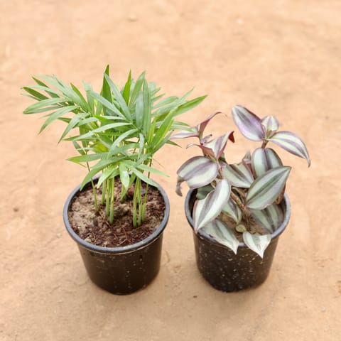 Set of 2 - Chamaedorea Palm & Wandering Jew in 4 Inch Nursery Pot