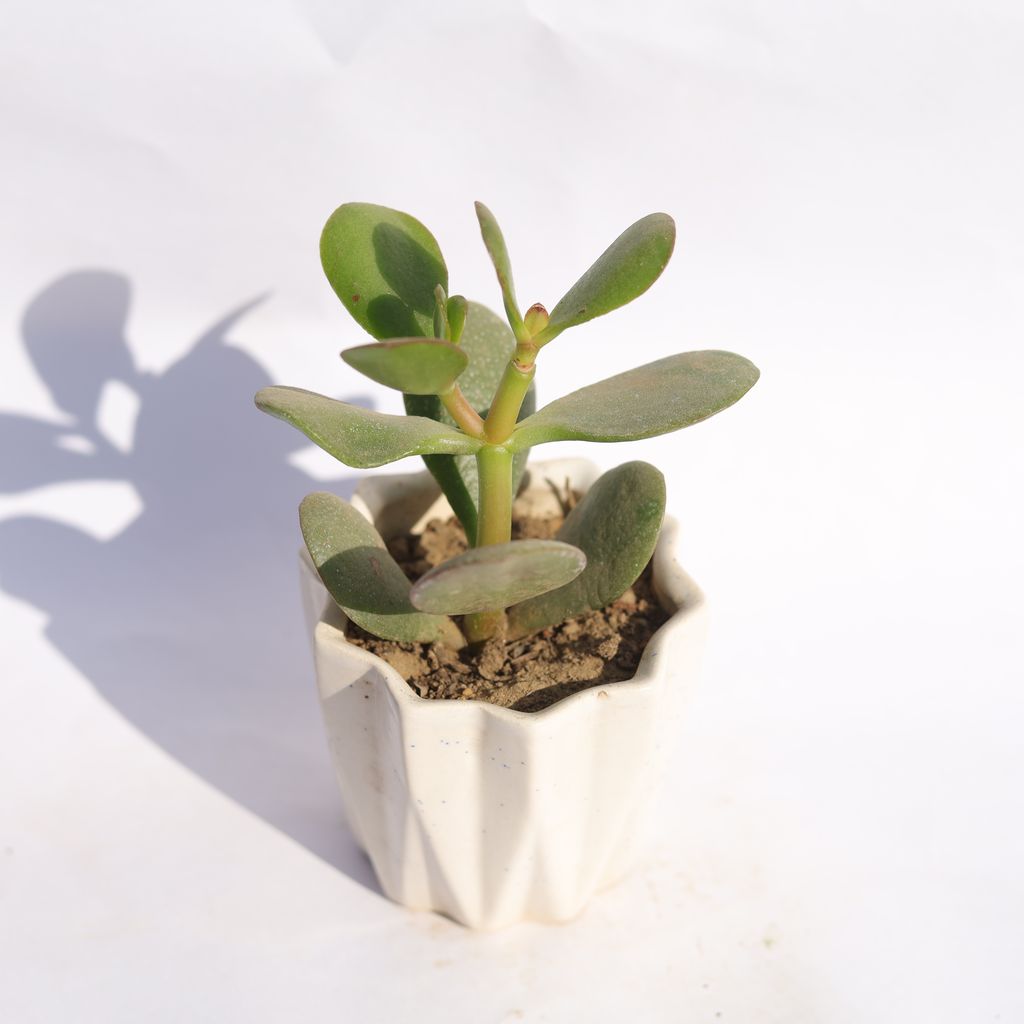 Buy Crassula Ovata Succulent in 4 Inch Vibrant White Ripple Ceramic Planter Online | Urvann.com Crassula Ovata Succulent in 4 Inch Vibrant White Ripple Ceramic Planter