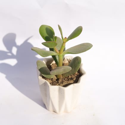 Buy Crassula Ovata Succulent in 4 Inch Vibrant White Ripple Ceramic Planter Online | Urvann.com