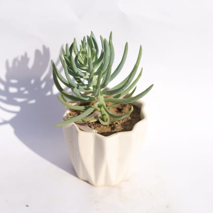 Buy Curio Repens Succulent in 4 Inch Vibrant White Ripple Ceramic Planter Online | Urvann.com